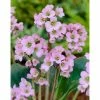 Bergenia 'Rosi Klose' | 2L Pot -Plants outlet store PL503829 2ce8