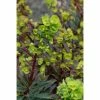Euphorbia Amygdaloides 'Purpurea' | Wood Spurge -Plants outlet store PL503914 2f84
