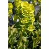 Euphorbia 'Robbiae' | 2L Pot -Plants outlet store PL503916 3918