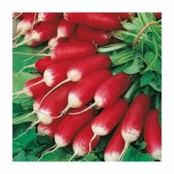 'French Breakfast 3' Radish Seeds | By Plant Theory