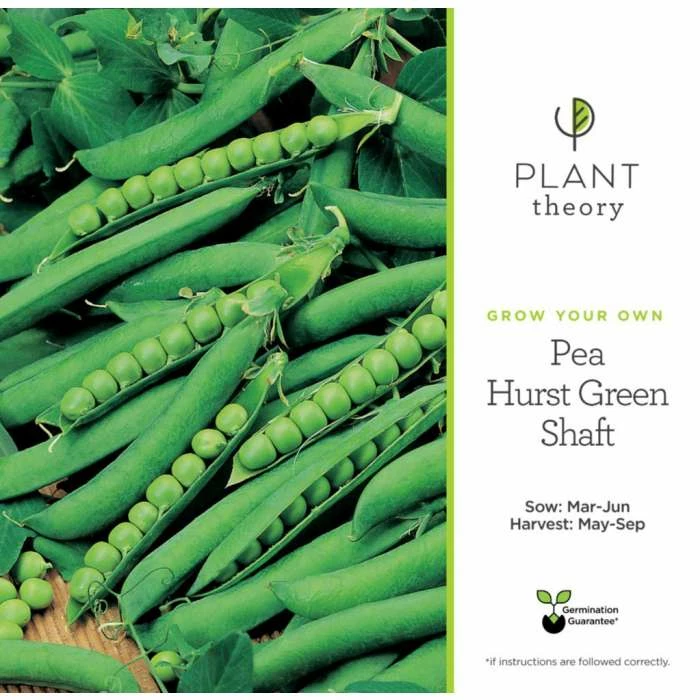 'Hurst Green Shaft' Pea Seeds | By Plant Theory 4 'Hurst Green Shaft' Pea Seeds | By Plant Theory - Image 2