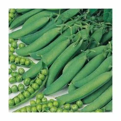 'Hurst Green Shaft' Pea Seeds | By Plant Theory