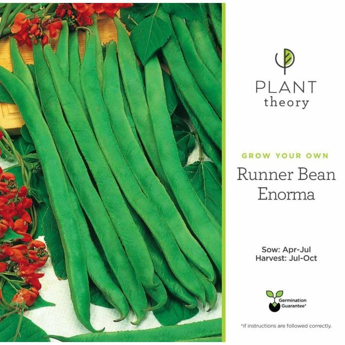 'Enorma' Runner Bean Seeds | By Plant Theory 4 'Enorma' Runner Bean Seeds | By Plant Theory - Image 2