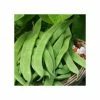 'Enorma' Runner Bean Seeds | By Plant Theory 1 'Enorma' Runner Bean Seeds | By Plant Theory -Plants outlet store PL60047 main image de1c