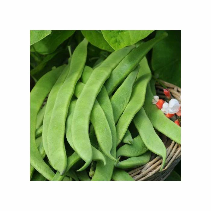 'Enorma' Runner Bean Seeds | By Plant Theory 3 'Enorma' Runner Bean Seeds | By Plant Theory