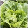 'Little Gem' Lettuce Seeds | By Plant Theory 1 'Little Gem' Lettuce Seeds | By Plant Theory -Plants outlet store PL60061 main image f8d8