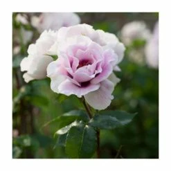 Plants outlet store -Plants outlet store PL6140 add image 1 a0bf