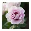 'Eyes For You' Potted Rose | 4L Pot -Plants outlet store PL6140 main image 60ba