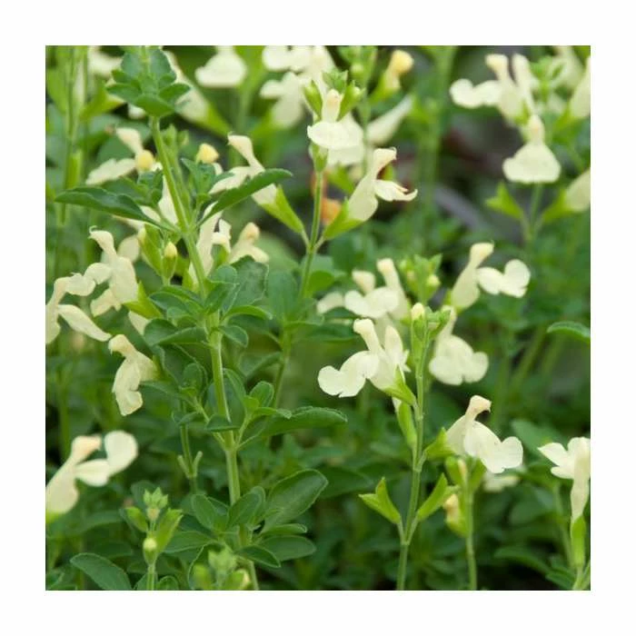 Salvia 'Cool Cream' | 2L Pot 3 Salvia 'Cool Cream' | 2L Pot