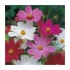 Cosmos 'Sensation' Mixed Seeds | Cosmos Bipinnatus | By Mr Fothergills -Plants outlet store PL92404 main image 3a3c