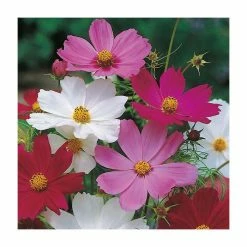 Cosmos 'Sensation' Mixed Seeds | Cosmos Bipinnatus | By Mr Fothergills