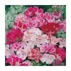 Godetia Dwarf Mixed Seeds | Clarkia Amoena | By Mr Fothergills 1 Godetia Dwarf Mixed Seeds | Clarkia Amoena | By Mr Fothergills -Plants outlet store PL92408 main image b503