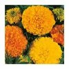 Marigold African 'Crackerjack' Mixed Seeds | Tagetes Patula | By Mr Fothergills -Plants outlet store PL92414 main image 98a7