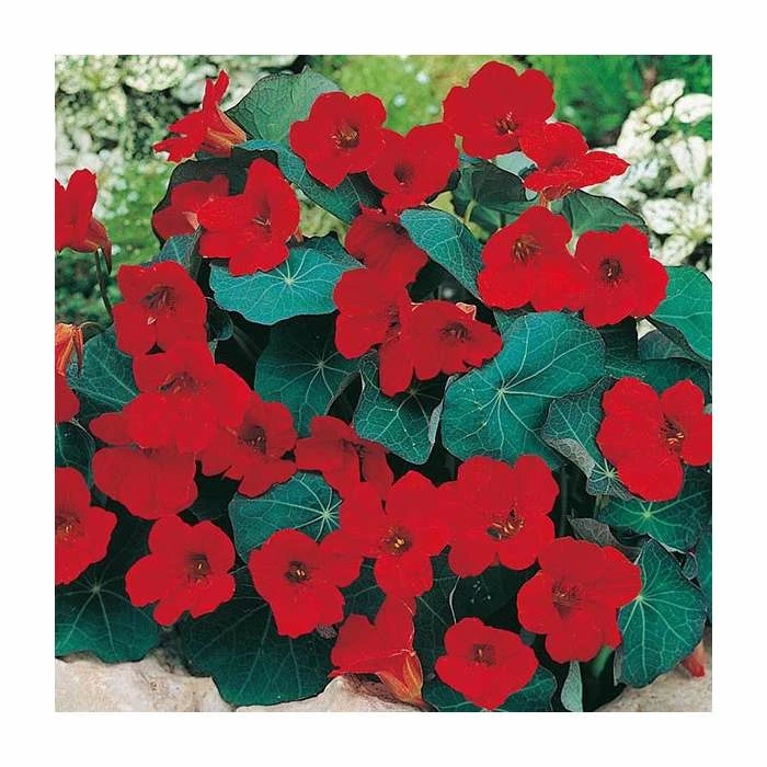 Nasturtium 'Empress Of India' Seeds | Tropaeolum Majus | By Mr Fothergills 3 Nasturtium 'Empress Of India' Seeds | Tropaeolum Majus | By Mr Fothergills
