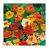 Nasturtium 'Jewel' Mixed Seeds | Tropaeolum Majus | By Mr Fothergills -Plants outlet store PL92421 main image f2e8