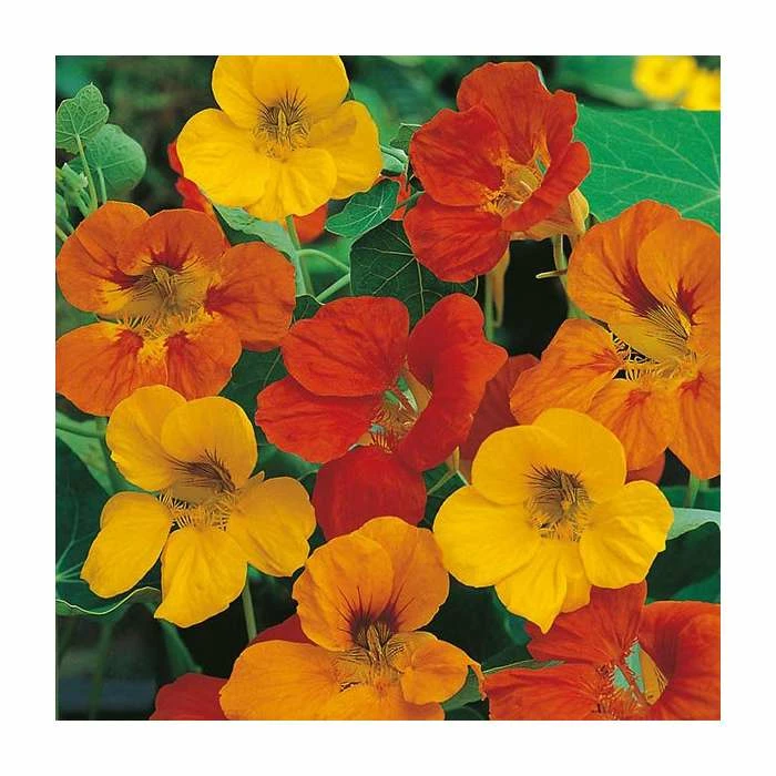 Nasturtium 'Tom Thumb' Seeds | Tropaeolum Majus | By Mr Fothergills 3 Nasturtium 'Tom Thumb' Seeds | Tropaeolum Majus | By Mr Fothergills