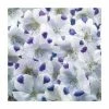 Nemophila 'Five Spot' Seeds | Nemophila Maculata | By Mr Fothergills -Plants outlet store PL92424 main image db3d