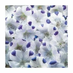Nemophila 'Five Spot' Seeds | Nemophila Maculata | By Mr Fothergills