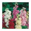 Stock 'Ten' Week Seeds | Matthiola Incana | By Mr Fothergills -Plants outlet store PL92430 main image 5975