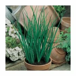 Chives Seeds | Allium Schoenoprasum | By Mr Fothergills