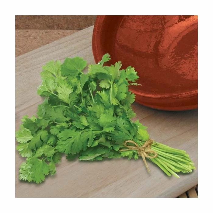 Coriander 'Calypso' Seeds | Coriandrum Sativum | By Mr Fothergills 3 Coriander 'Calypso' Seeds | Coriandrum Sativum | By Mr Fothergills