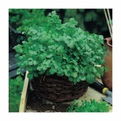 Coriander Seeds | Cilantro | Coriandrum Sativum | By Mr Fothergills
