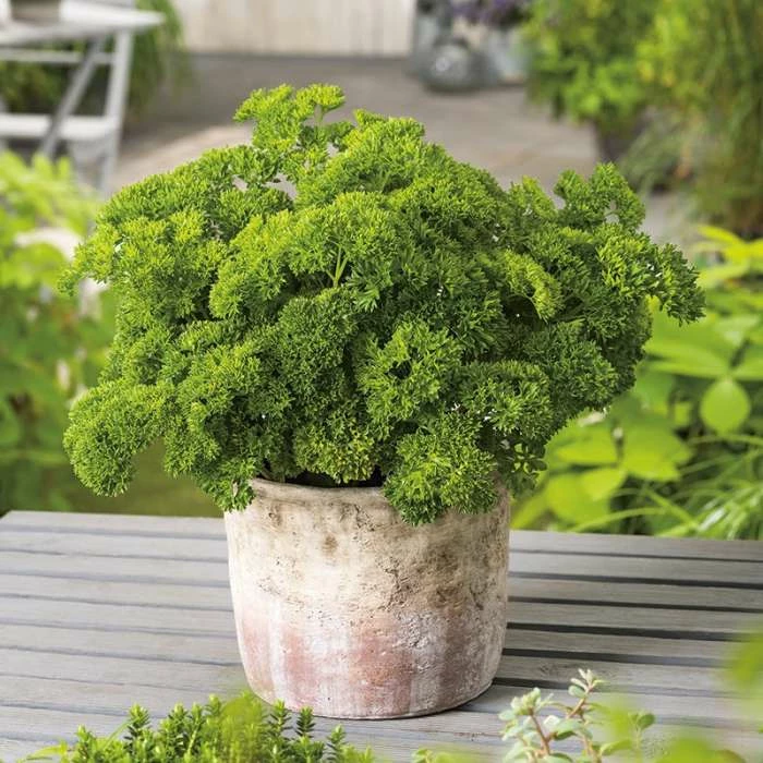 Moss Curled Parsley Seeds | Petroselinum Crispum | By Mr Fothergills 3 Moss Curled Parsley Seeds | Petroselinum Crispum | By Mr Fothergills