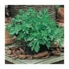 Plain Leaved Parsley Seeds | Petroselinum Crispum| By Mr Fothergills -Plants outlet store PL92452 main image d1e7