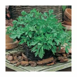 Plain Leaved Parsley Seeds | Petroselinum Crispum| By Mr Fothergills