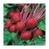 Beetroot 'Perfect 3' Seeds | Beta Vulgaris | By Mr Fothergills -Plants outlet store PL92455 main image 27dc