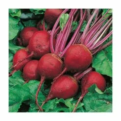 Beetroot 'Perfect 3' Seeds | Beta Vulgaris | By Mr Fothergills