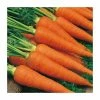 Carrot 'Autumn King 2' Seeds | Daucus Carota | By Mr Fothergills 2 Carrot 'Autumn King 2' Seeds | Daucus Carota | By Mr Fothergills -Plants outlet store PL92457 main image 5739