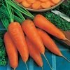 Carrot 'Chantenay Red Cored 2' Seeds | Daucus Carota | By Mr Fothergills -Plants outlet store PL92458 main image a8e6