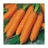 Carrot 'Flyaway F1' Seeds | Daucus Carota | By Mr Fothergills 1 Carrot 'Flyaway F1' Seeds | Daucus Carota | By Mr Fothergills -Plants outlet store PL92459 main image ed60