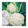 Cauliflower 'All Year Round' Seeds | Brassica Oleracea Botrytis | By Mr Fothergills -Plants outlet store PL92461 main image a1fb