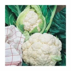 Cauliflower 'All Year Round' Seeds | Brassica Oleracea Botrytis | By Mr Fothergills