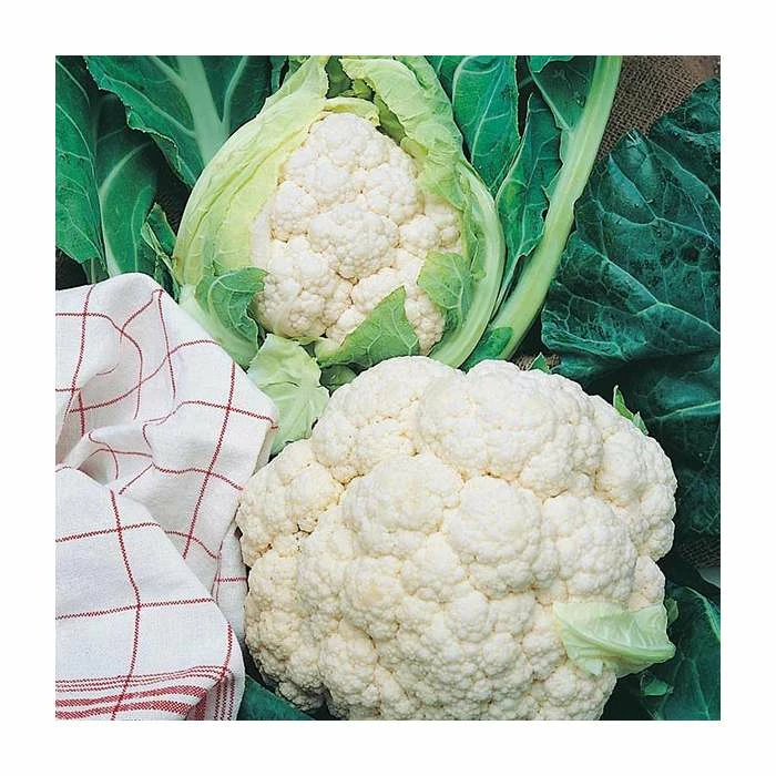 Cauliflower 'All Year Round' Seeds | Brassica Oleracea Botrytis | By Mr Fothergills 3 Cauliflower 'All Year Round' Seeds | Brassica Oleracea Botrytis | By Mr Fothergills