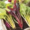 Chard 'Bright Lights' Seeds | Beta Vulgaris | By Mr Fothergills -Plants outlet store PL92462 main image 542a
