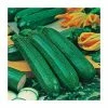 Courgette 'All Green Bush' Seeds | Cucurbita Pepo | By Mr Fothergills -Plants outlet store PL92463 main image 3060