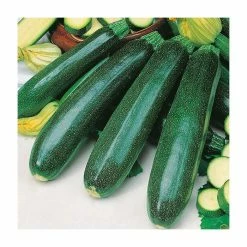Courgette 'Zucchini' Seeds | Cucurbita Pepo | By Mr Fothergills