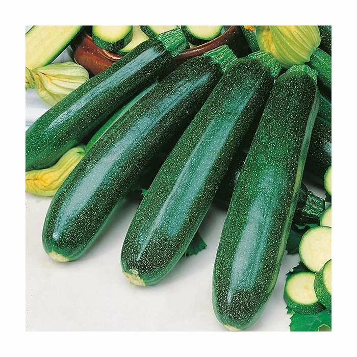 Courgette 'Zucchini' Seeds | Cucurbita Pepo | By Mr Fothergills 3 Courgette 'Zucchini' Seeds | Cucurbita Pepo | By Mr Fothergills