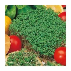 Fine Curled Cress Seeds | Lepidium Sativum | By Mr Fothergills