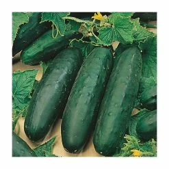 Cucumber 'Marketmore 76' Seeds | Cucumis Sativus | By Mr Fothergills