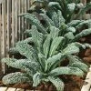 Kale 'Nero Di Toscana' Seeds | Brassica Oleracea Acephala | By Mr Fothergills 1 Kale 'Nero Di Toscana' Seeds | Brassica Oleracea Acephala | By Mr Fothergills -Plants outlet store PL92468 main image 8b3f