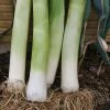Leek 'Musselburgh' Seeds | Allium Porrum | By Mr Fothergills -Plants outlet store PL92469 main image 5c26
