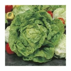 Lettuce 'All The Year Round Butterhead' Seeds | Lactuca Sativa | By Mr Fothergills