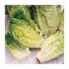 Lettuce 'Little Gem' Seeds | Lactuca Sativa | By Mr Fothergills 1 Lettuce 'Little Gem' Seeds | Lactuca Sativa | By Mr Fothergills -Plants outlet store PL92471 main image 6b75