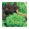 Salad Bowl Red & Green Mixed Lettuce Seeds | Lactuca Sativa | By Mr Fothergills -Plants outlet store PL92472 main image 71d8