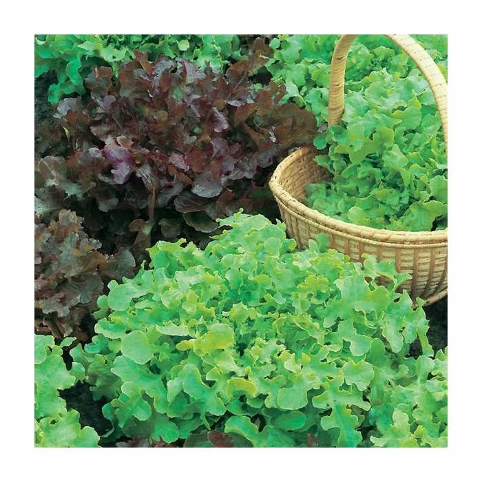 Salad Bowl Red & Green Mixed Lettuce Seeds | Lactuca Sativa | By Mr Fothergills 3 Salad Bowl Red & Green Mixed Lettuce Seeds | Lactuca Sativa | By Mr Fothergills