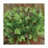 Mixed Lettuce Leaves Lettuce Seeds | Lactuca Sativa | By Mr Fothergills 2 Mixed Lettuce Leaves Lettuce Seeds | Lactuca Sativa | By Mr Fothergills -Plants outlet store PL92473 main image 55ec